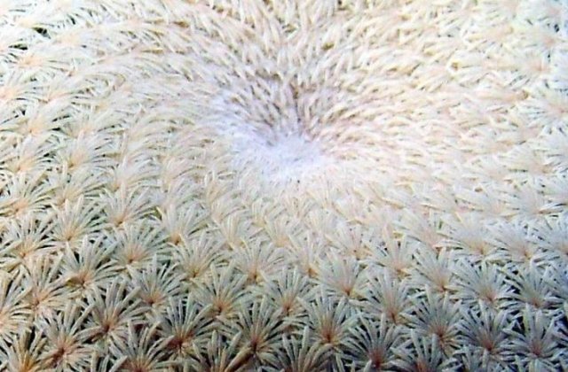 Epithelantha bockeii